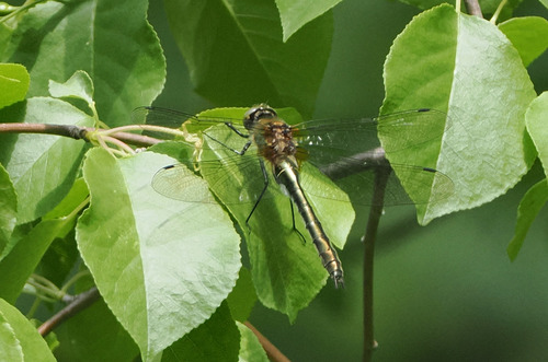 Downy Emerald