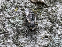 Atomosia melanopogon