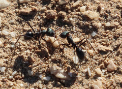 Iridomyrmex viridiaeneus