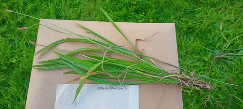 ribwort plantain