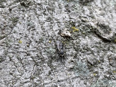 Atomosia melanopogon