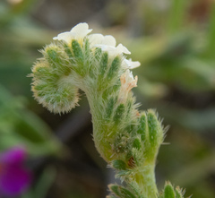 Plagiobothrys stipitatus micranthus