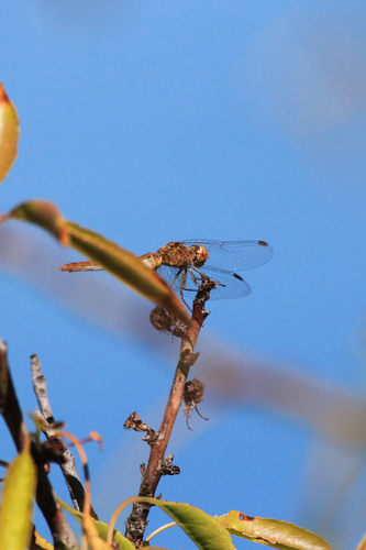 Southern Darter