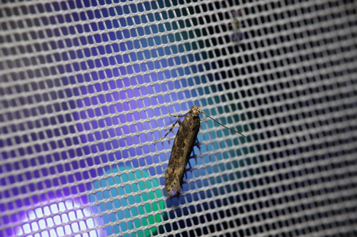 beet moth