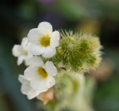 Plagiobothrys stipitatus micranthus