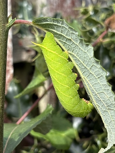 Poplar Hawkmoth