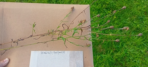 Brown Knapweed