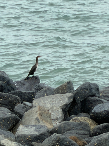 Great Cormorant