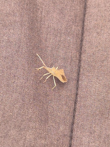 Rhombic Leatherbug