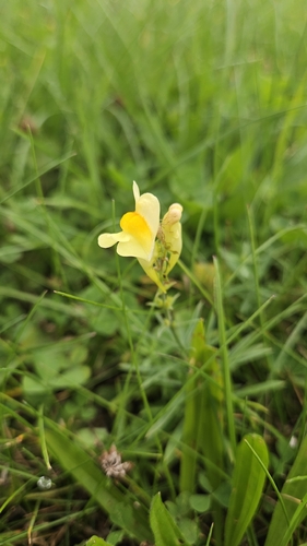 common toadflax