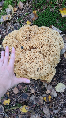 Cauliflower Fungus