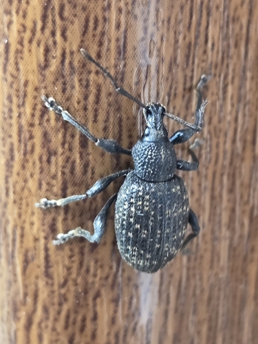 Black Vine Weevil