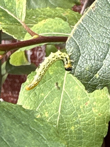 Lesser Willow Sawfly