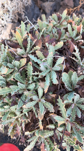Reichardia ligulata