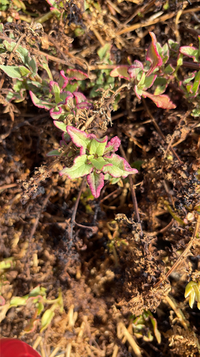 Patellifolia procumbens