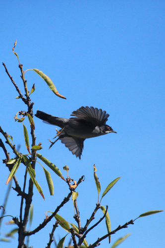 Sardinian Warbler