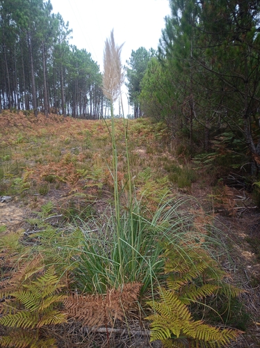 Pampas Grass