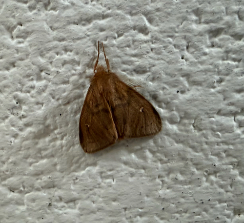 Ocneria rubea