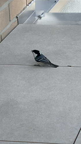 Coal Tit