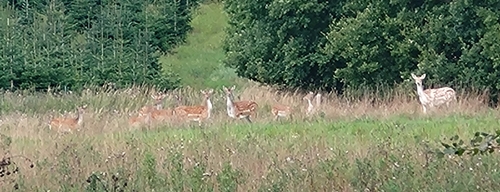 European Fallow Deer