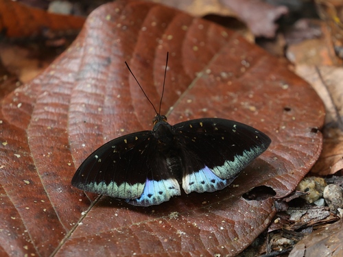 Black-tipped Archduke