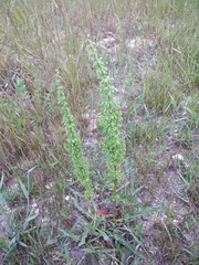 Rumex crispus