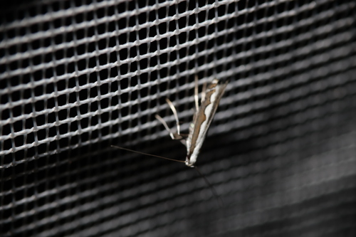 Echium leaf miner