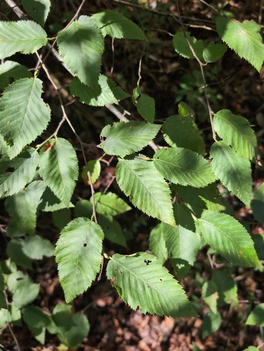 European Hop-hornbeam