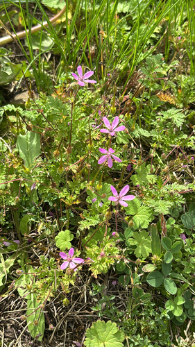 Redstem Stork's-bill