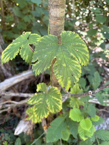 common hops
