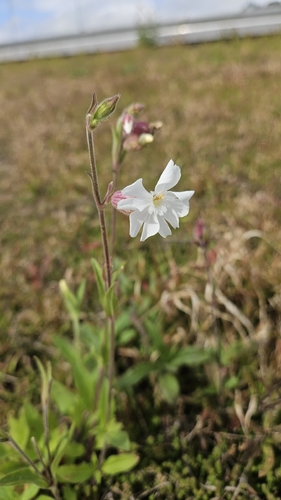 white campion