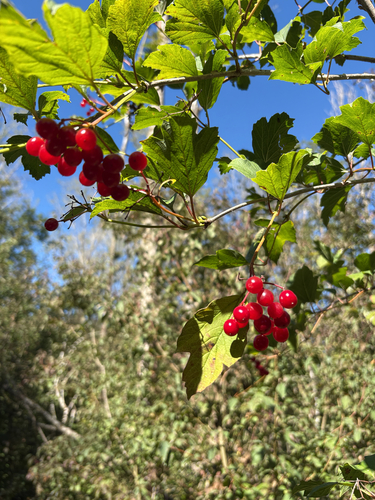 guelder-rose