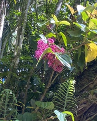Medinilla cummingii
