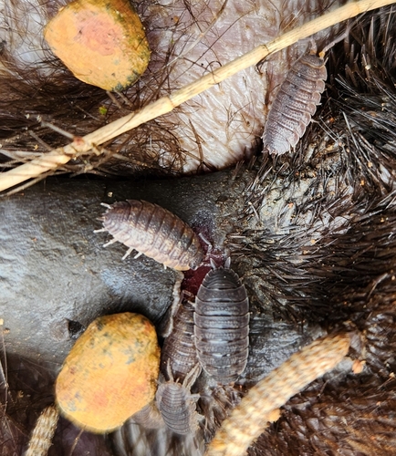 Common Rough Woodlouse