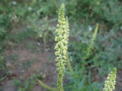 Reseda luteola, photograph author not stated, no rights reserved