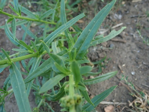 Reseda luteola, photograph 4