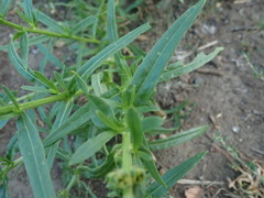 Reseda luteola, photograph author not stated, no rights reserved