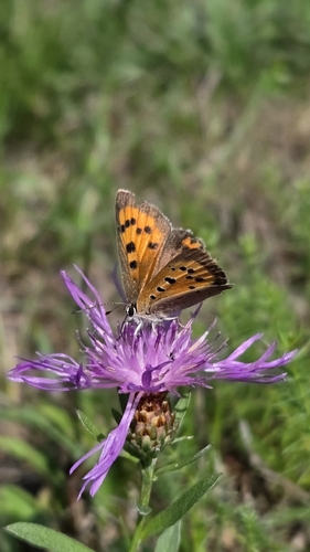 Small Copper