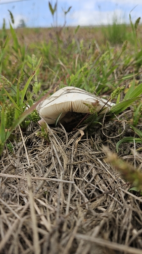 White Dapperling