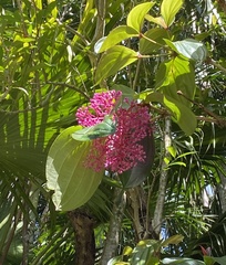 Medinilla cummingii