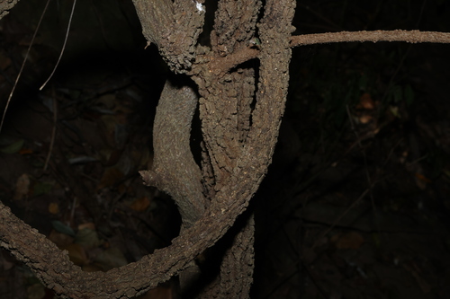 Secamone elliptica observed 2026-09-15