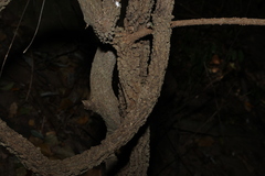 Secamone elliptica