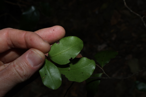 Diospyros geminata, photograph 3