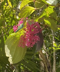 Medinilla cummingii