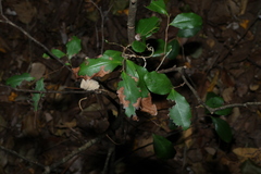 Diospyros geminata, photograph (c) Greg Tasney, some rights reserved (CC BY-SA)