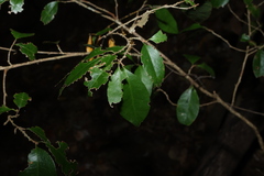 Cleistanthus cunninghamii, photograph (c) Greg Tasney, some rights reserved (CC BY-SA)