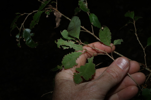 Cleistanthus cunninghamii