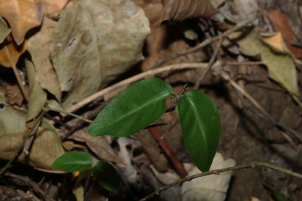 Pseuderanthemum variabile; photograph (c) Greg Tasney, some rights reserved (CC BY-SA)