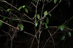 Cleistanthus cunninghamii, photograph (c) Greg Tasney, some rights reserved (CC BY-SA)