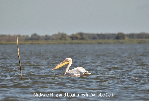 Great White Pelican